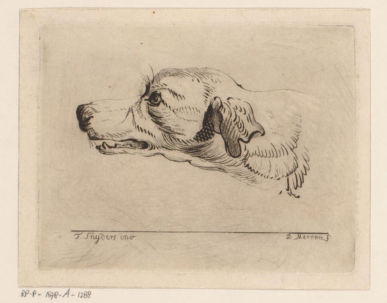 cabeza de un perro de D. Merrem
