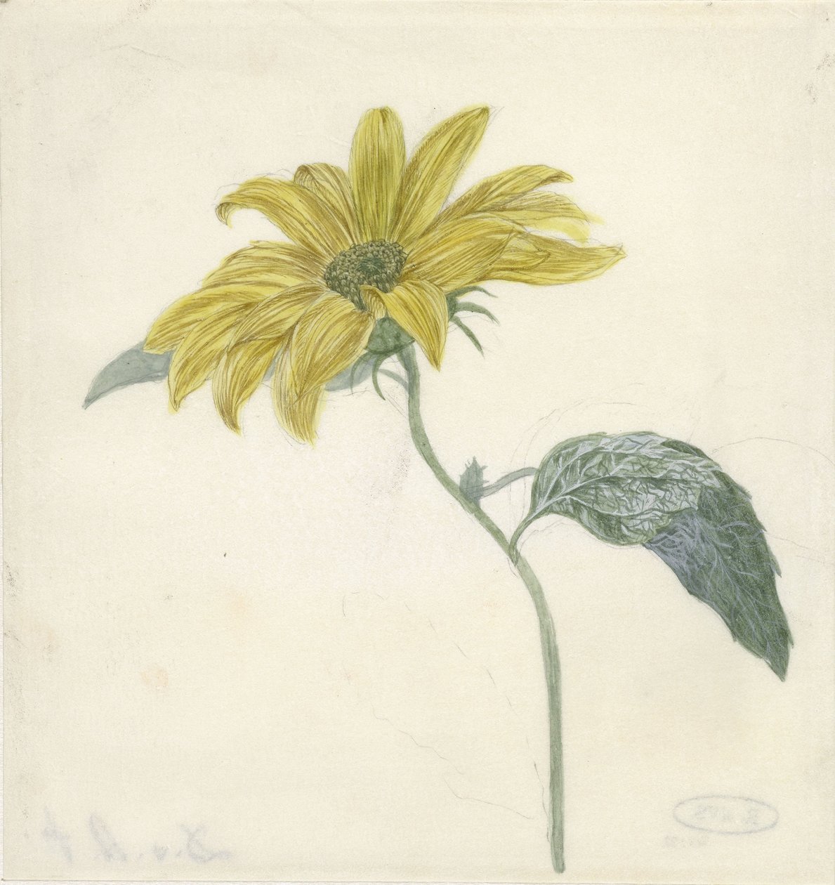 Girasol de D. van Alphen