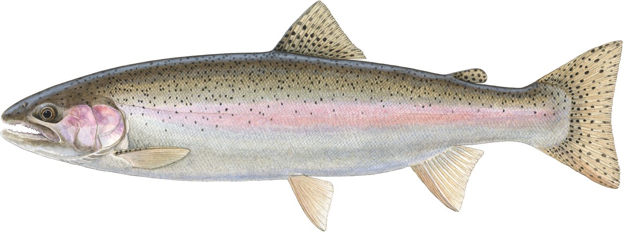 Trucha arco iris (acuarela) de Damstra Emily