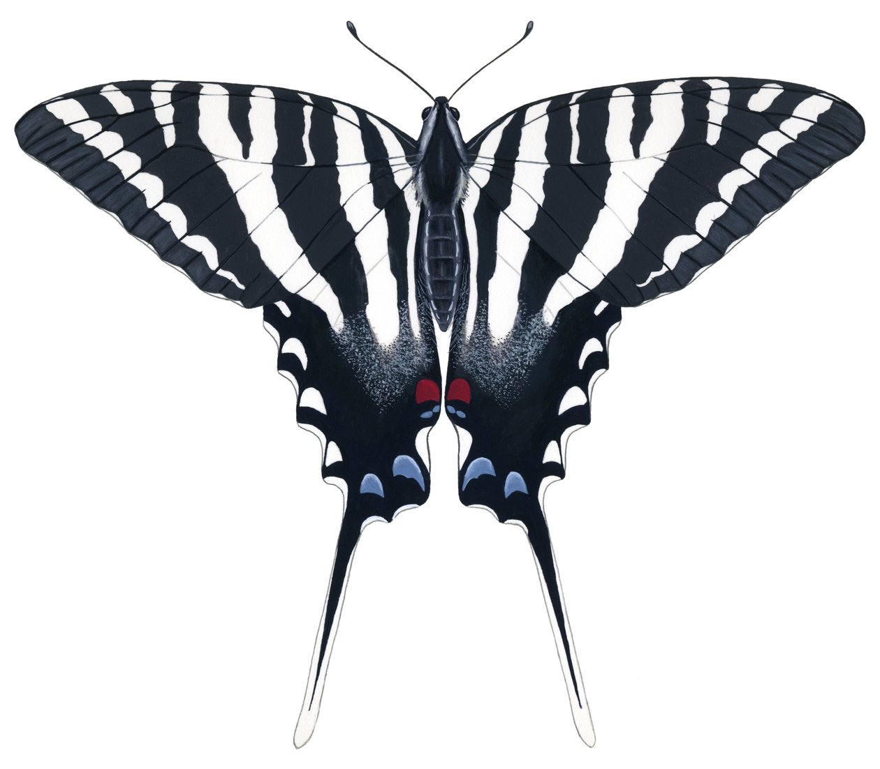 Mariposa cola de golondrina cebra (gouache) de Damstra Emily