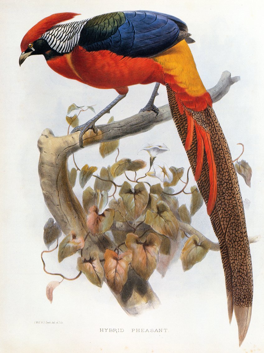 Faisán híbrido Chrysolophus pictus Chrysolophus amherstiae de Daniel Giraud Elliot