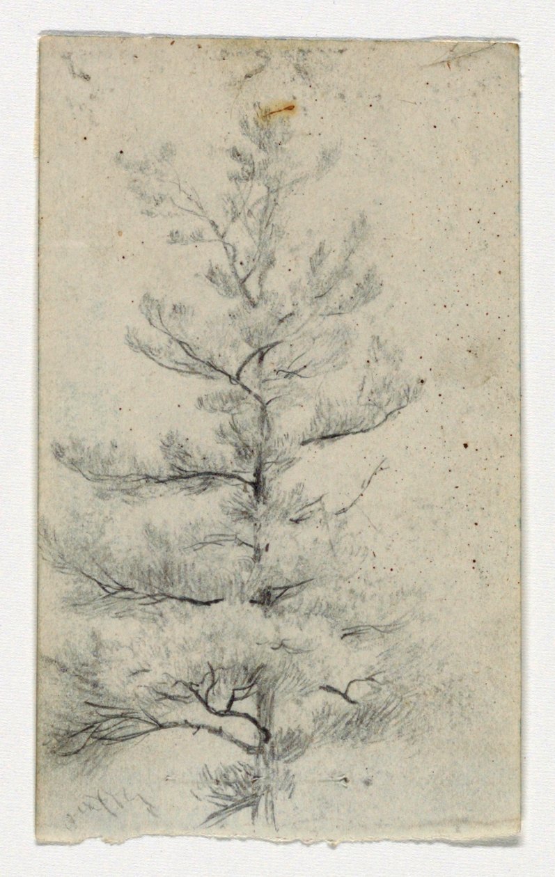 Boceto de un árbol de Daniel Huntington