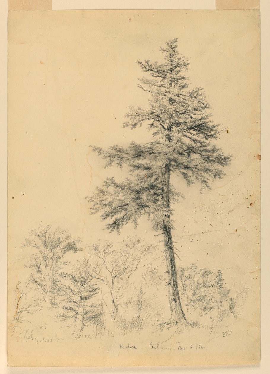 Estudio de cicuta, Gorham, New Hampshire de Daniel Huntington