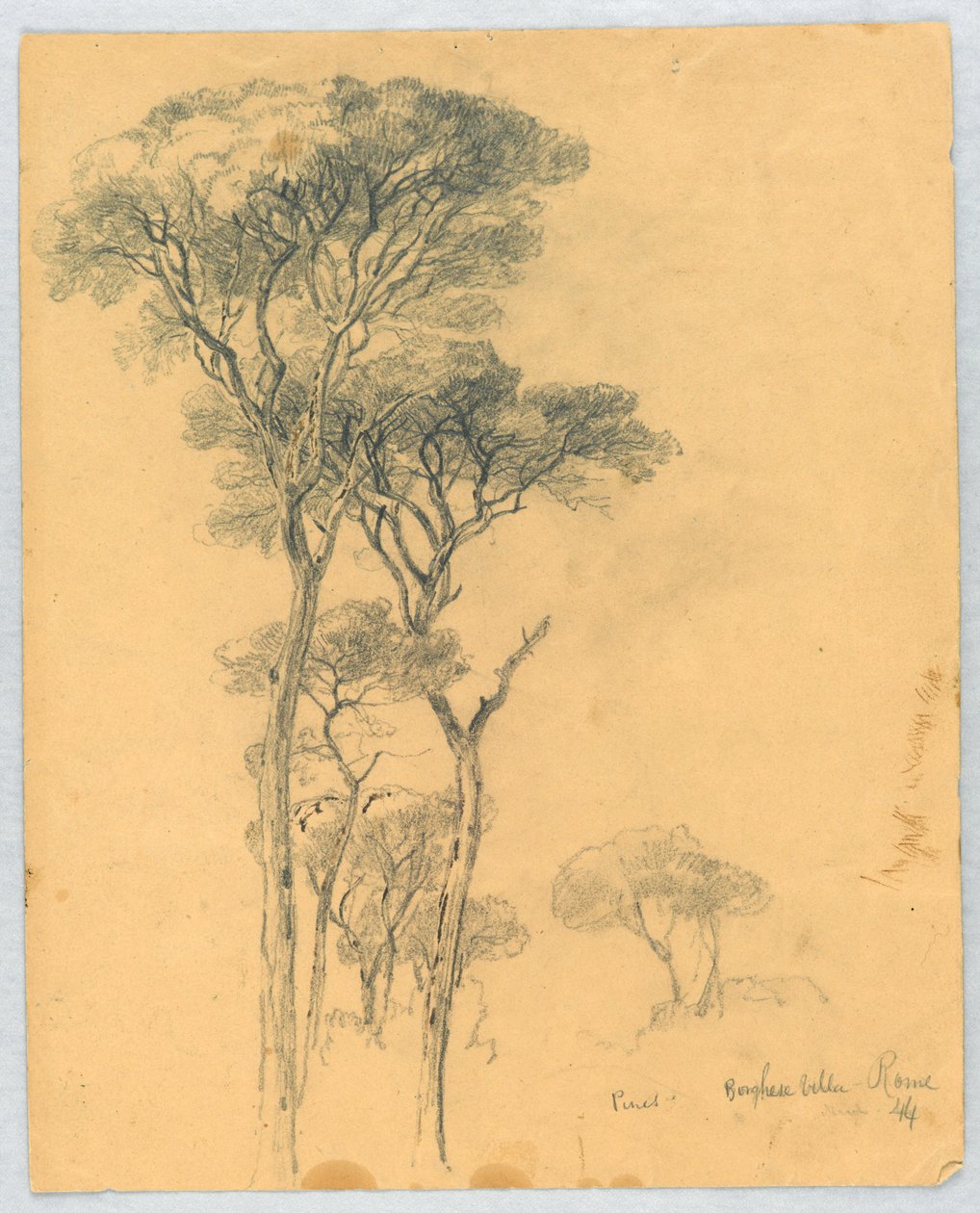 Estudio de pinos, Villa Borghese, Roma de Daniel Huntington