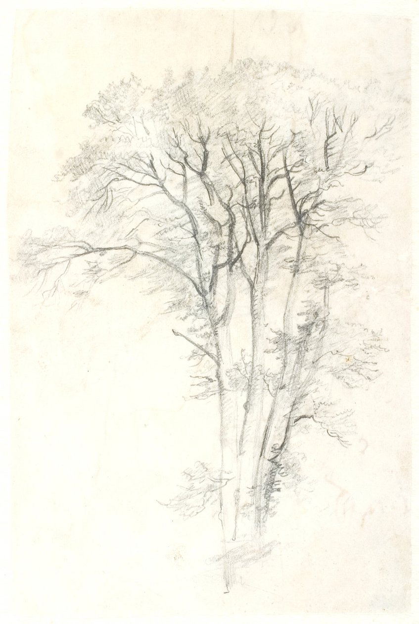 Estudio de árbol de Dankvart Dreyer