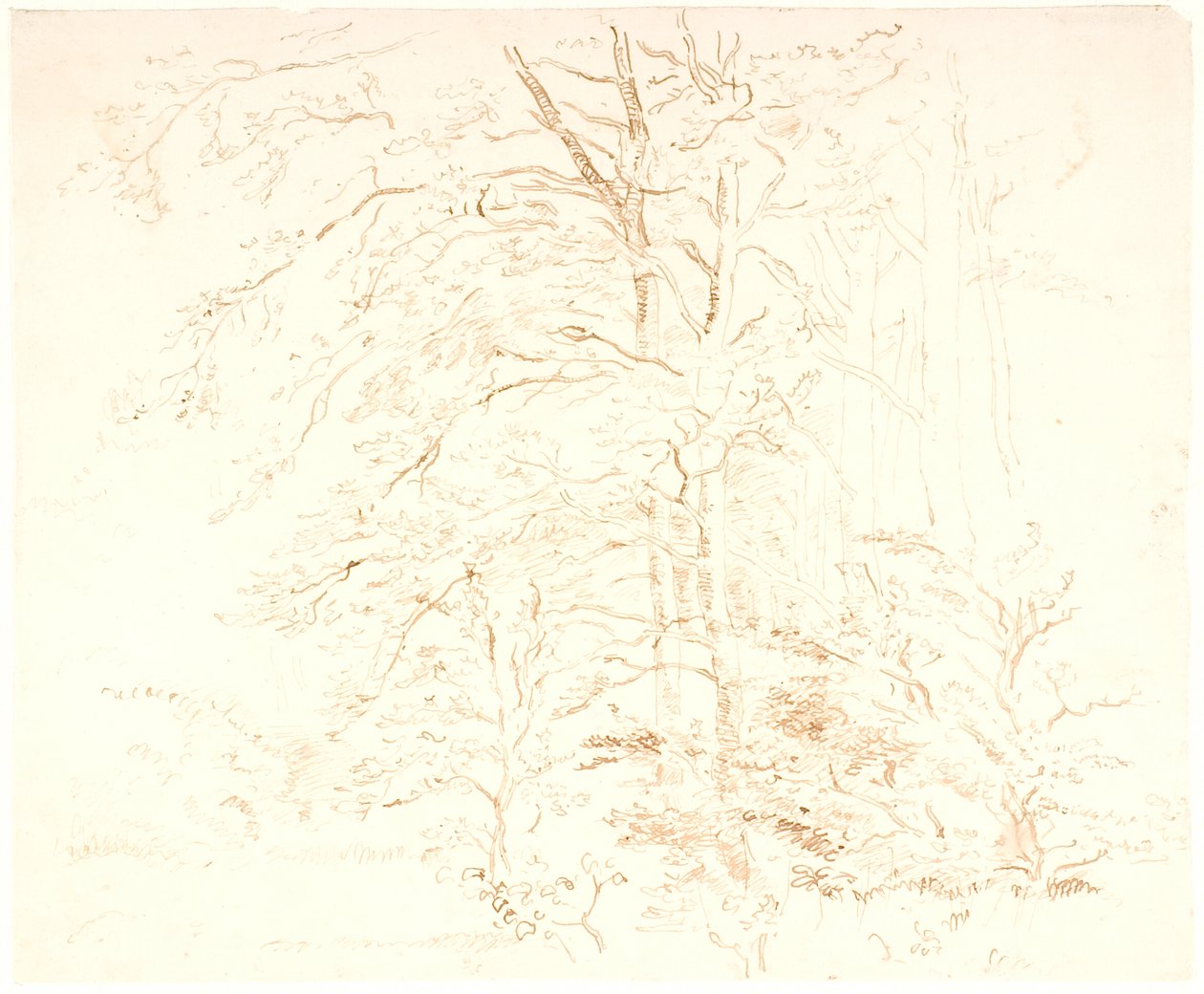 Estudios de árboles de Dankvart Dreyer