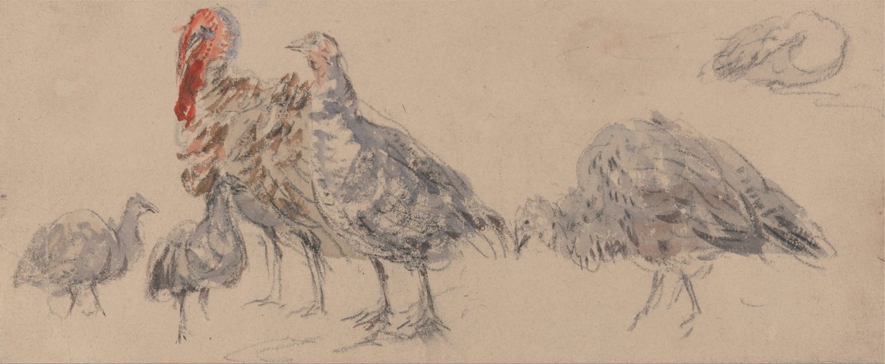 Estudio de los pavos de David Cox