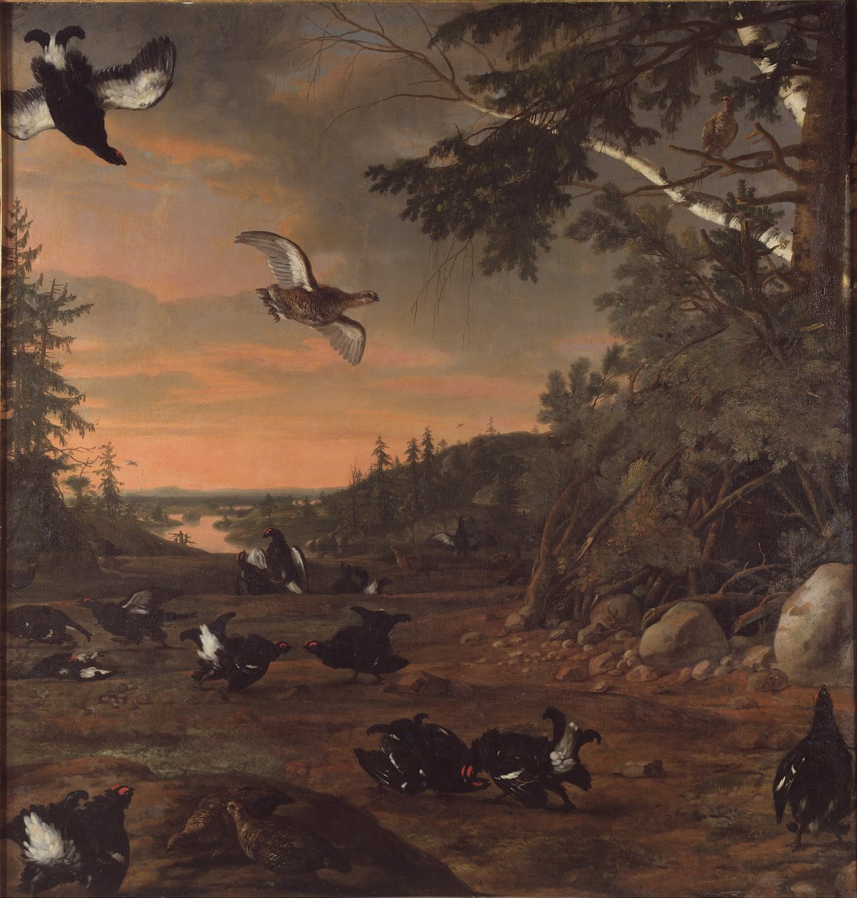 Sueco:  Orrspel
 Gallos negros en tierra de David Klöcker Ehrenstrahl