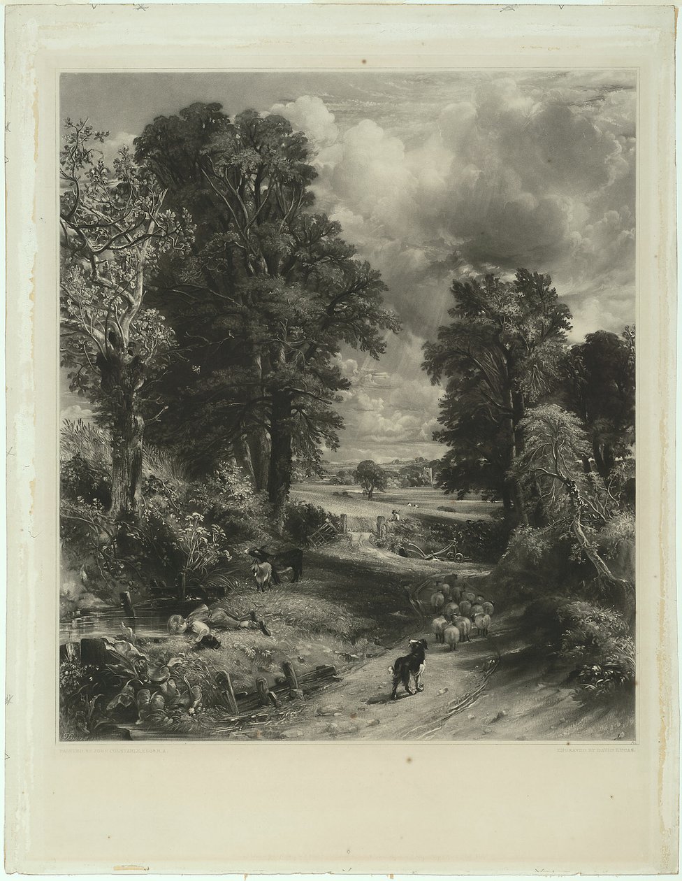 El campo de maíz de David Lucas