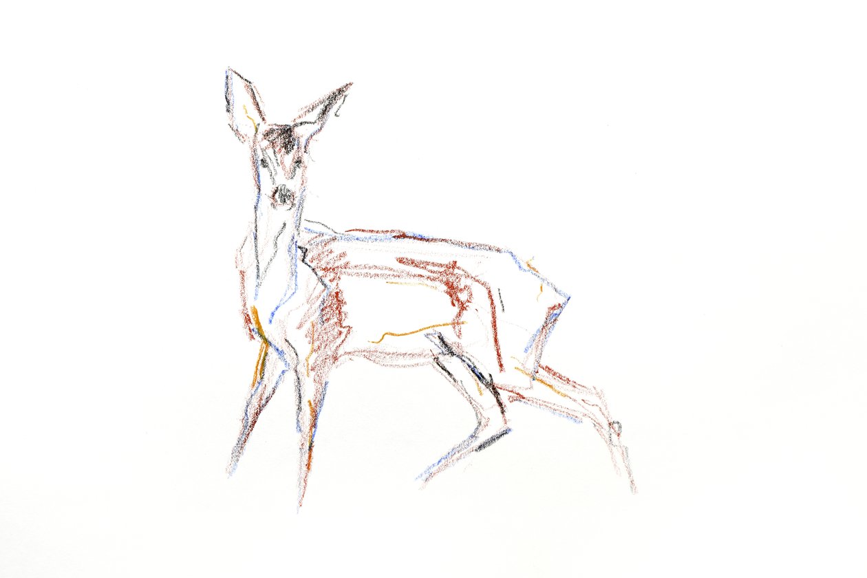 Corzo joven, 2021 (crayón sobre papel) de David Mayer