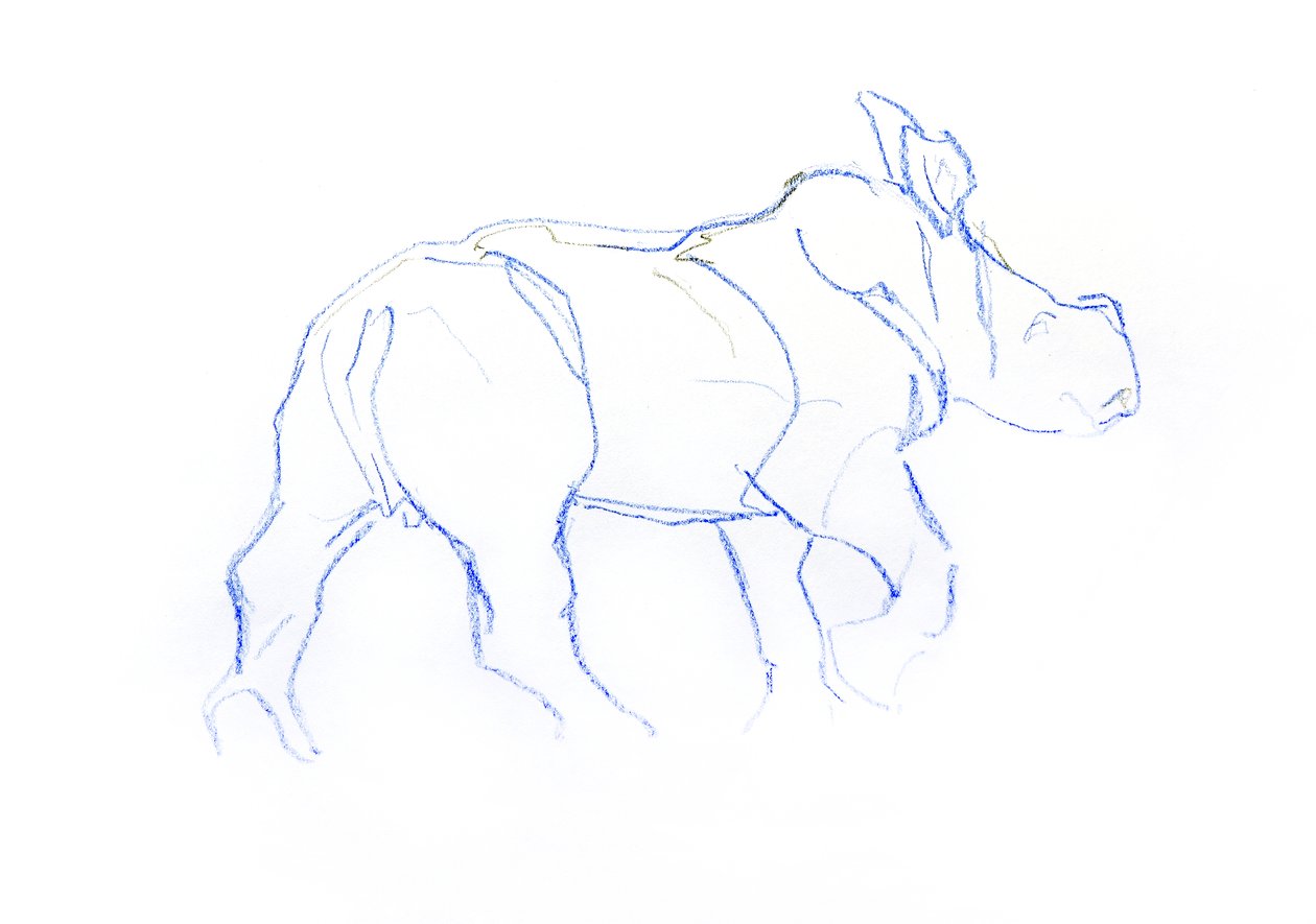 Ternera de rinoceronte blanco, 2020 (crayón sobre papel) de David Mayer