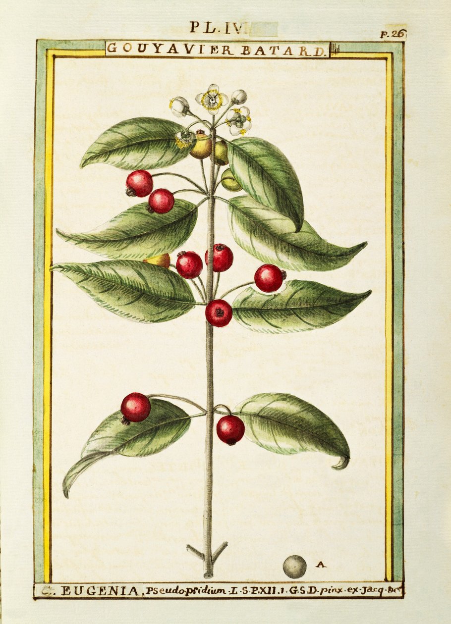 Cerezo de cepillo (Eugenia pseudo-pridium) de Delahaye Delahaye