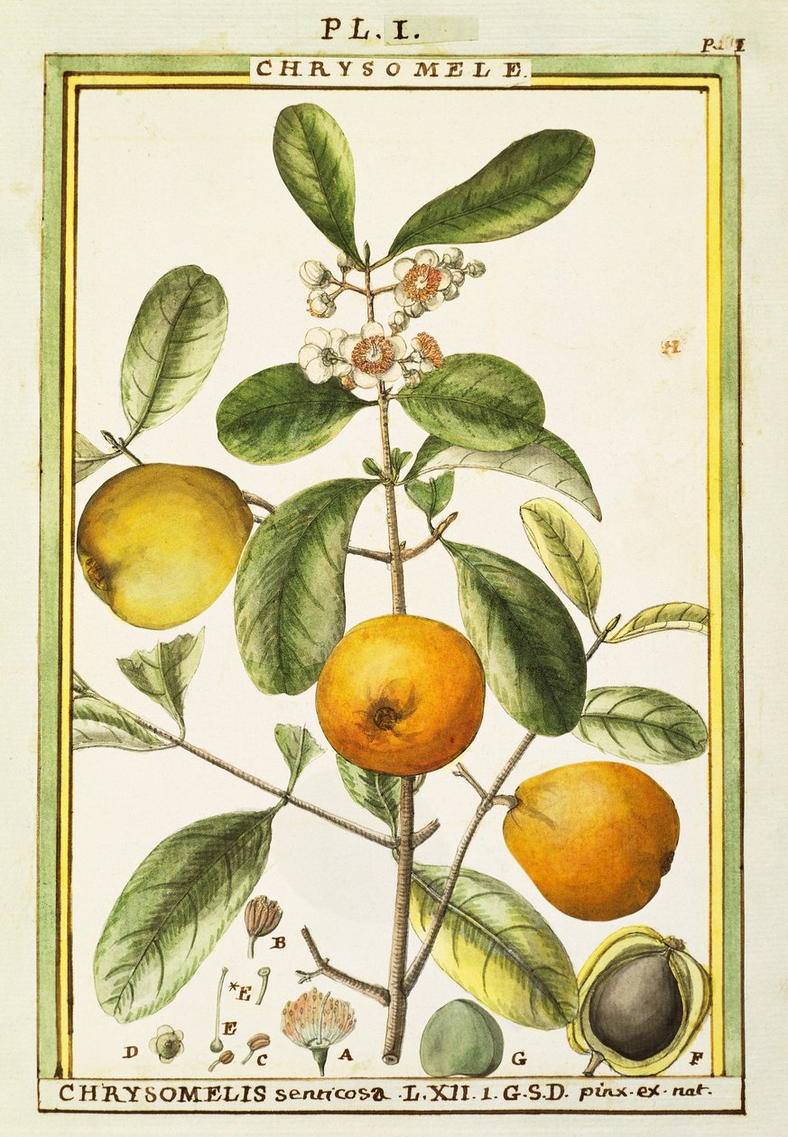 Chrysomele (Chrysomelis senticosa) de Delahaye Delahaye