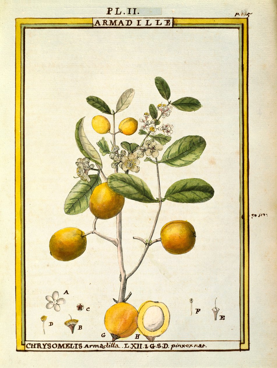 Chrysomelis Armadilla de Delahaye Delahaye