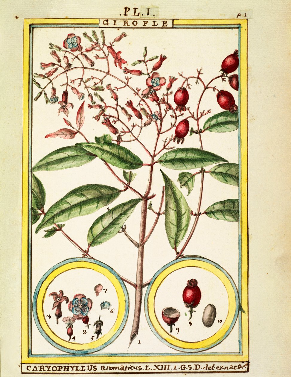 Clavo (Caryophyllus Aromaticus) de Delahaye Delahaye