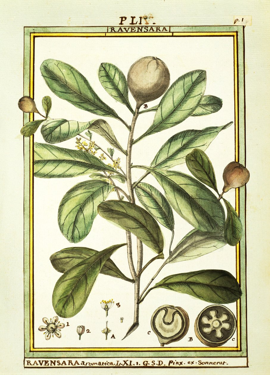 Cryptocarya Aromatica de Delahaye Delahaye