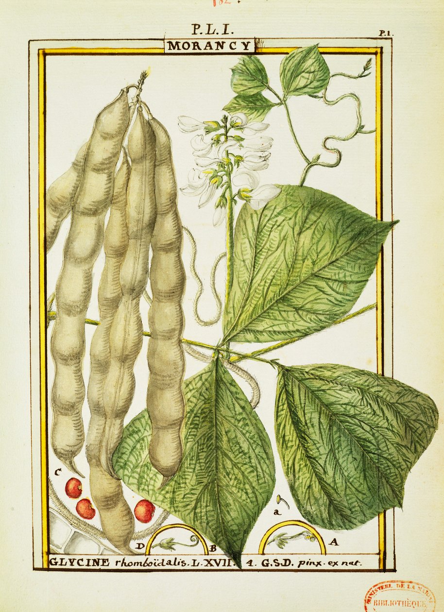 Glycine Rhomboidalis de Delahaye Delahaye