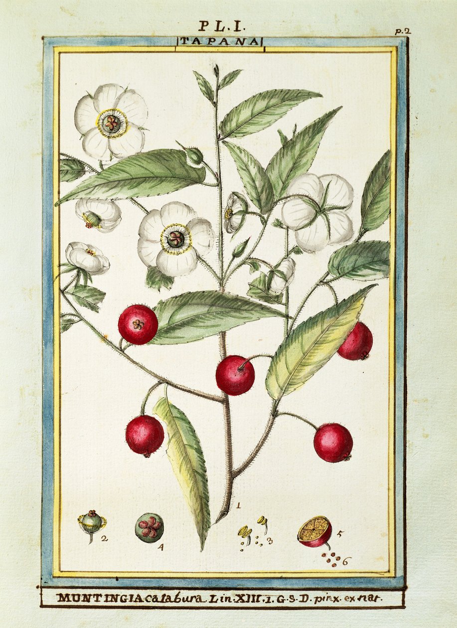 Cereza jamaicana (Muntingia calabura) de Delahaye Delahaye