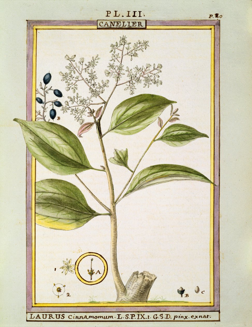 Canela verdadera (Cinnamomum Verum) de Delahaye Delahaye