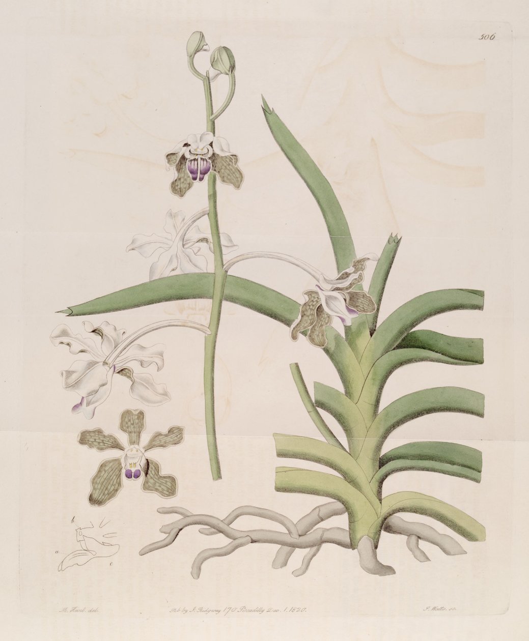 Ilustración de Vanda tessellata (como sin. Vanda roxburghii) de Designer