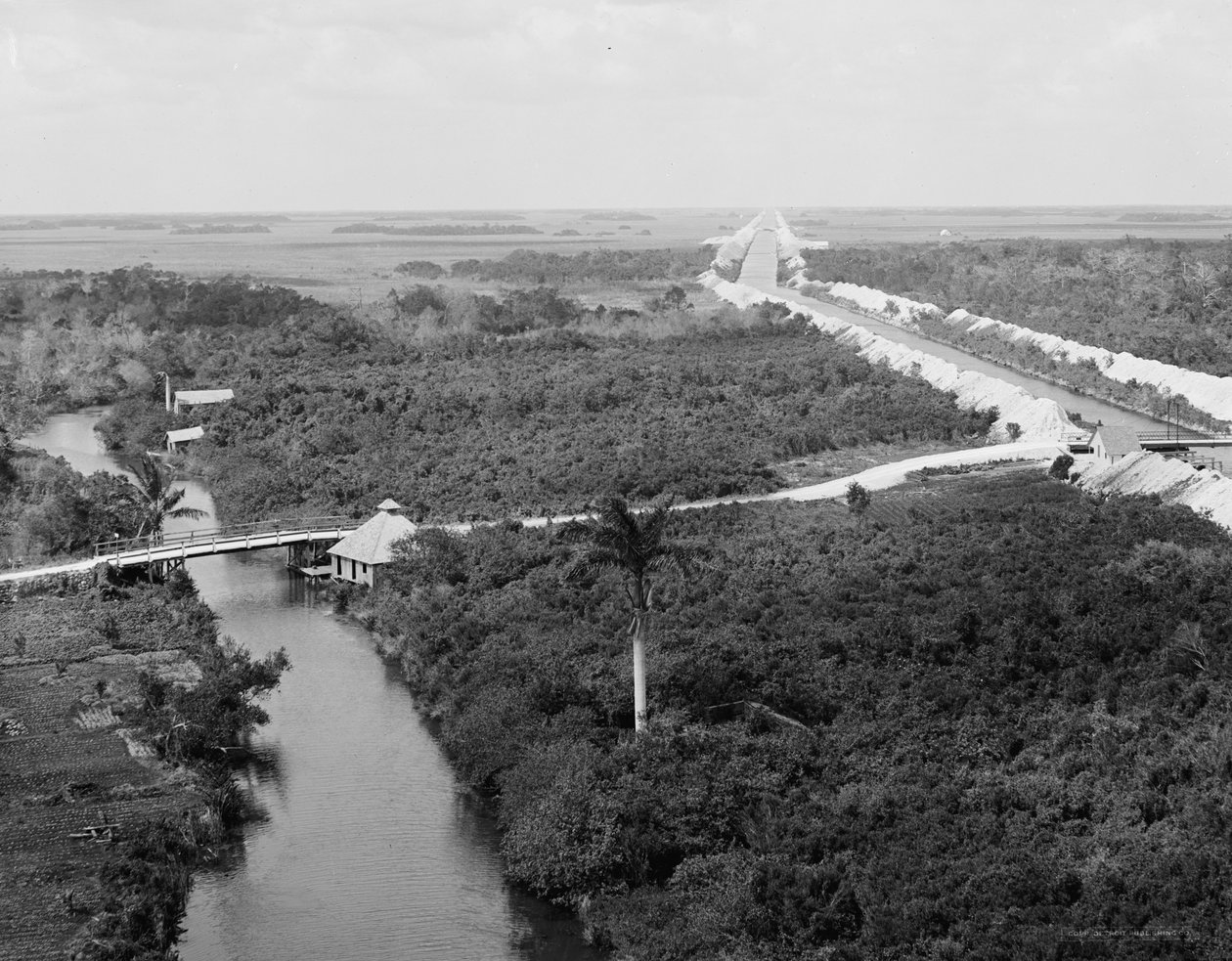 Canal de drenaje y Everglades, Miami, Florida, c.1910-20 de Detroit Publishing Co.