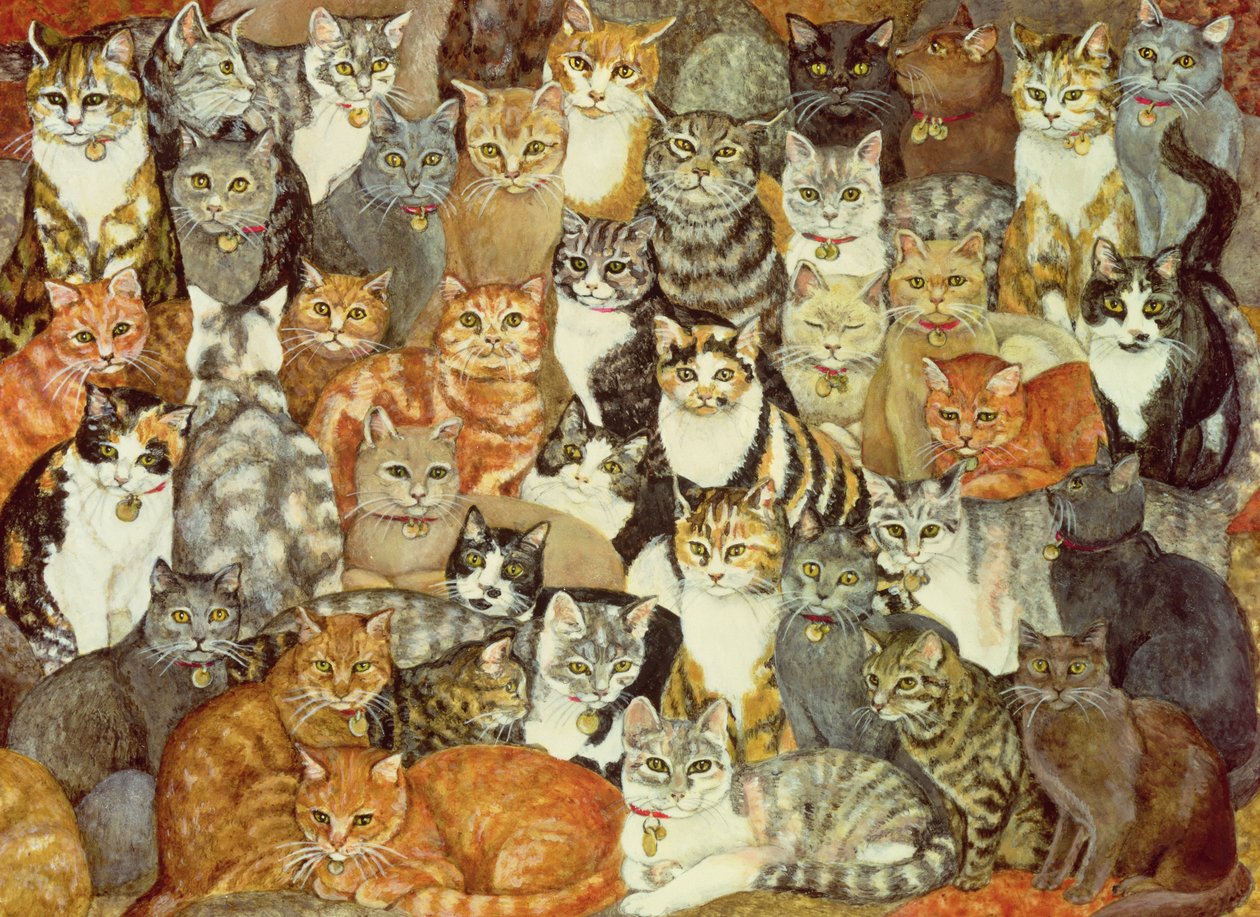 Gato extendido de Ditz