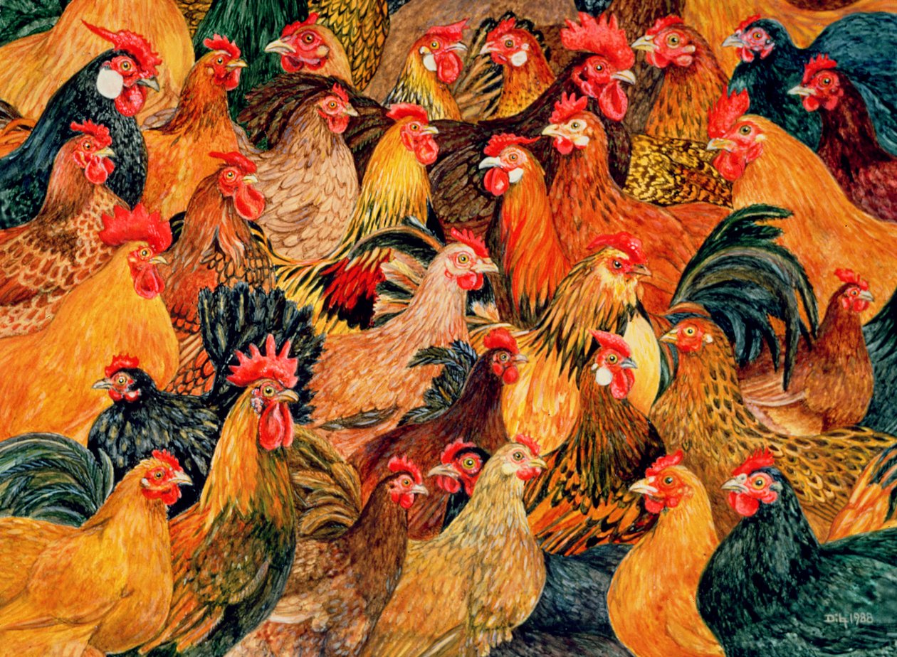 Aves finas de Ditz