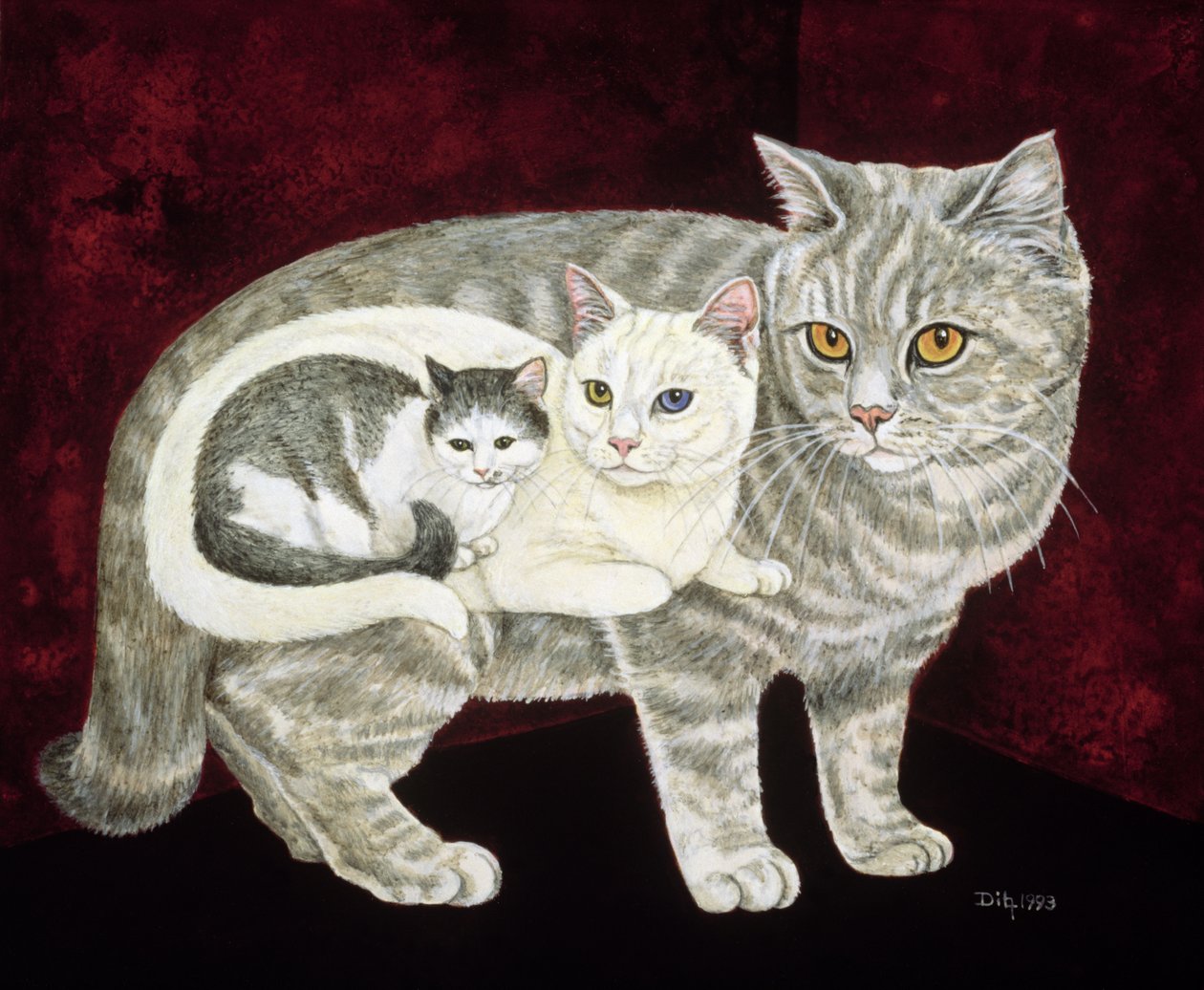Gato ruso de Ditz