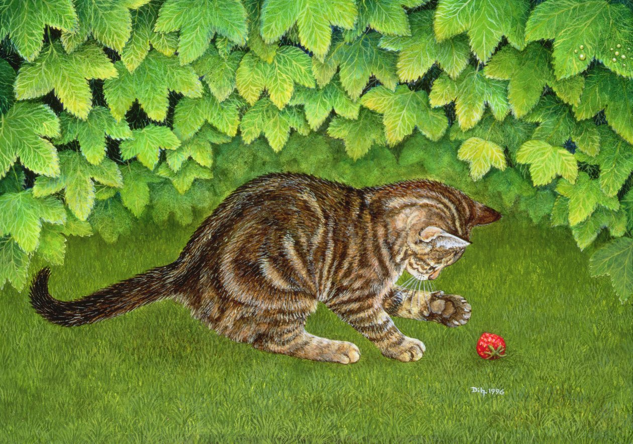 El Gatito-Fresa de Ditz