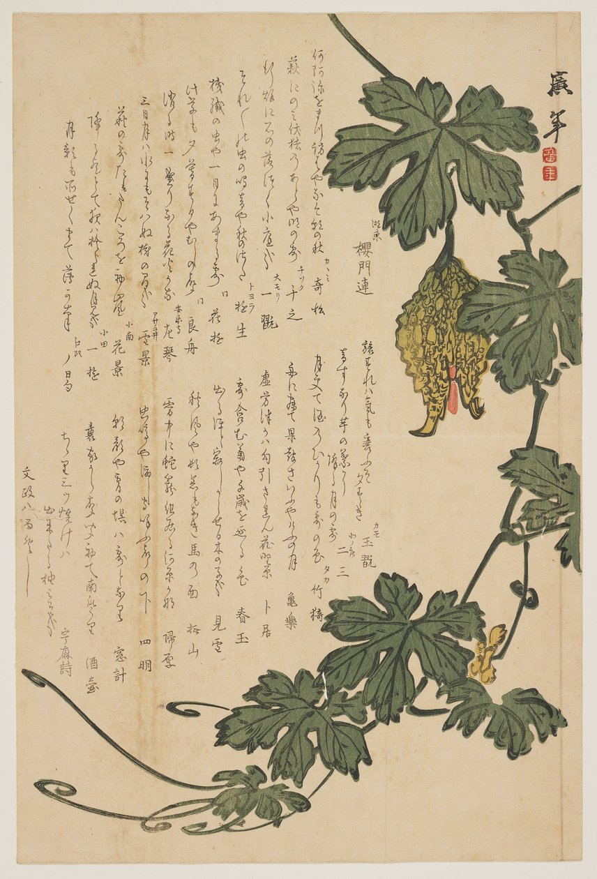 Melón amargo, 1825 de Dodo Hirotoshi