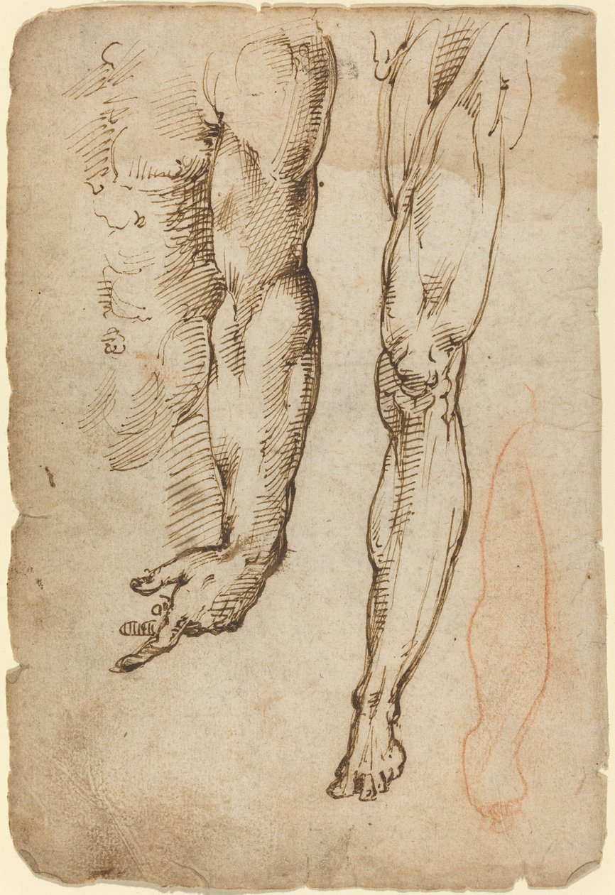 Estudios Anatómicos de Domenico Beccafumi