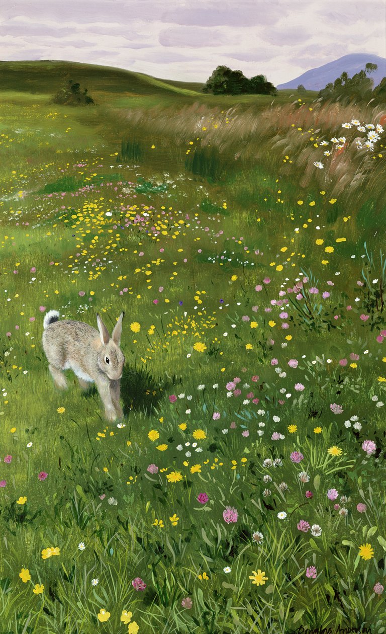 Liebre en flores de primavera de Douglas Anderson