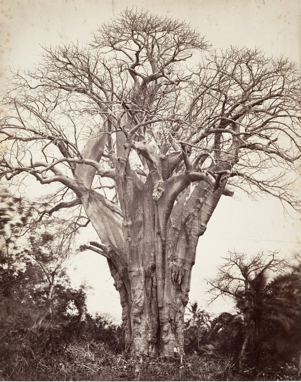 Baobab en Mohéli, 1863 de Désiré Charnay