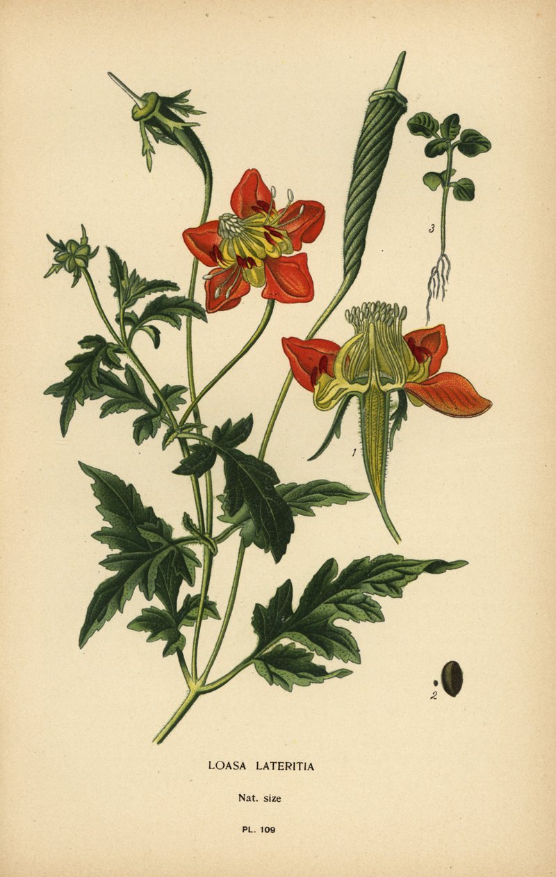 Laterita suelta. de Désiré Georges Jean Marie Bois