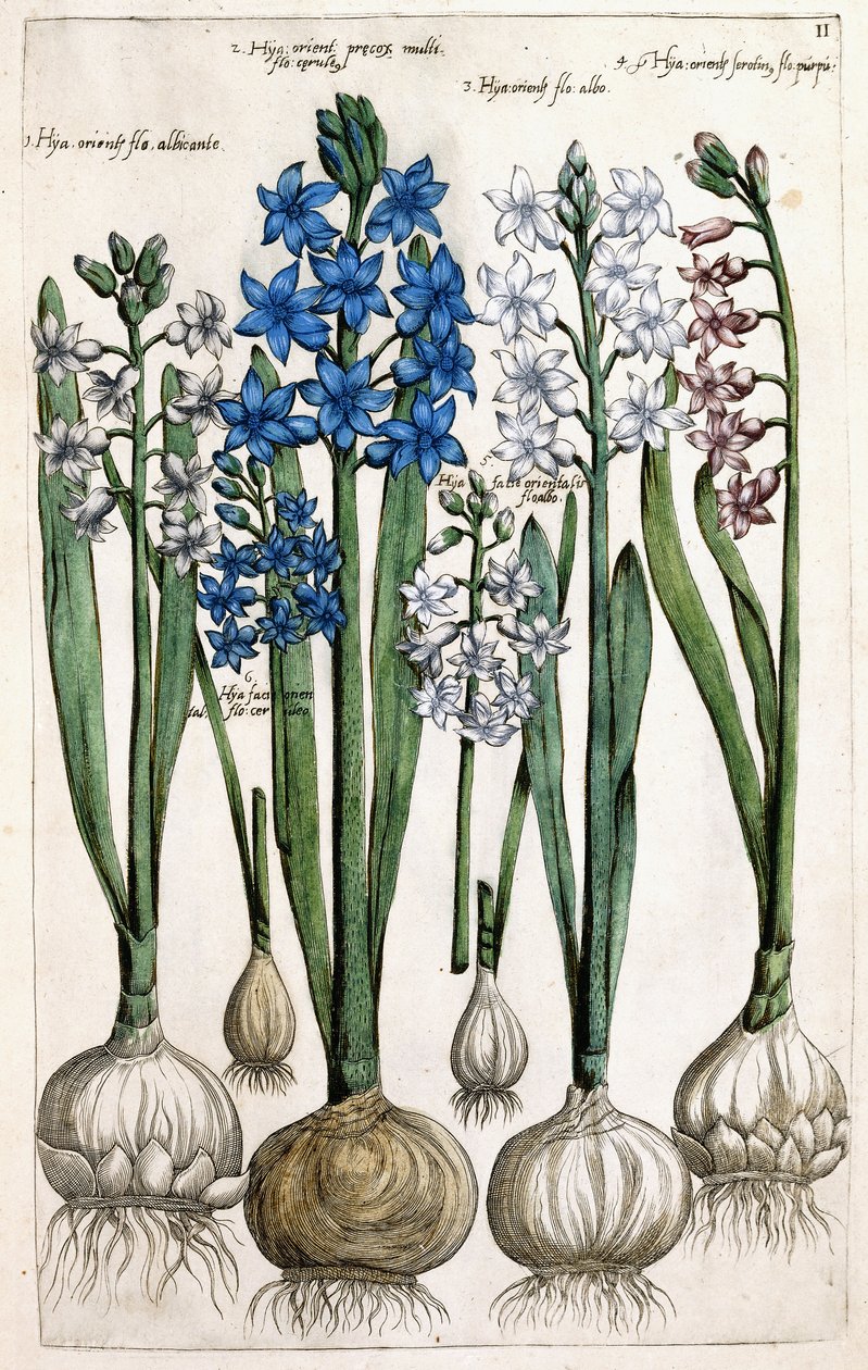 Jacintos, 1631-1647 de Dutch School