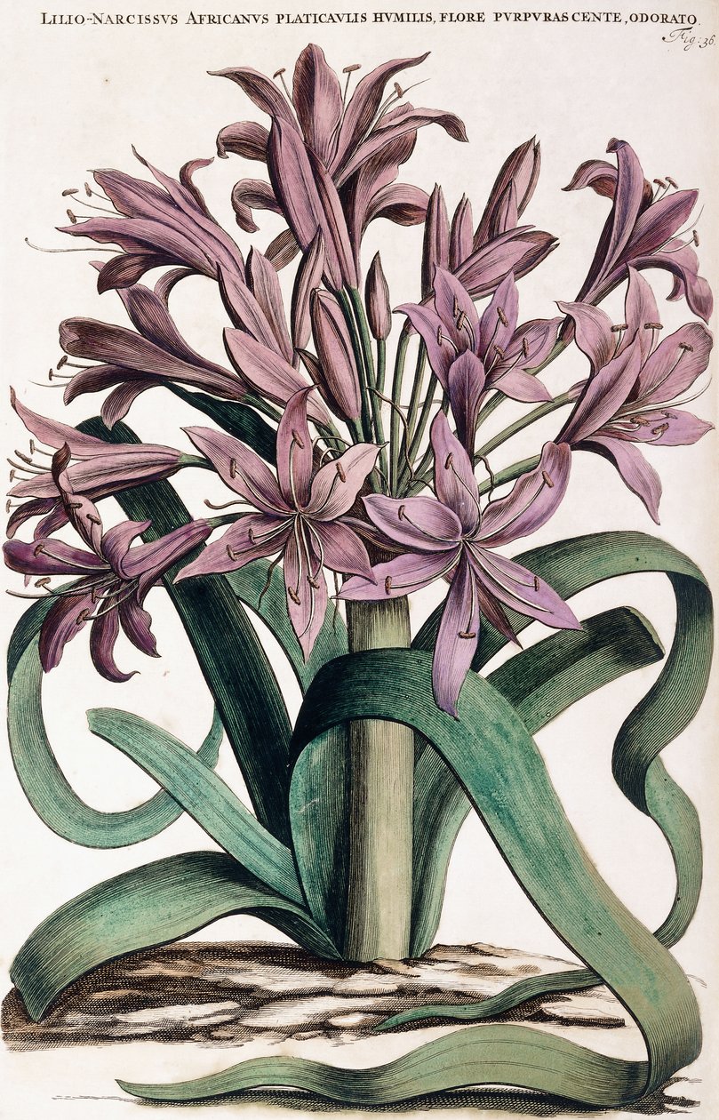 Lillio-Narciso, 1697-1701 de Dutch School