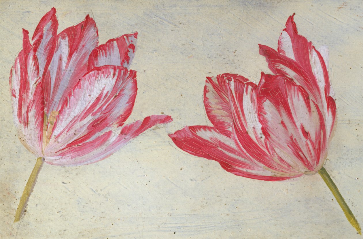 Estudios de tulipanes, c.1830 de Dutch School