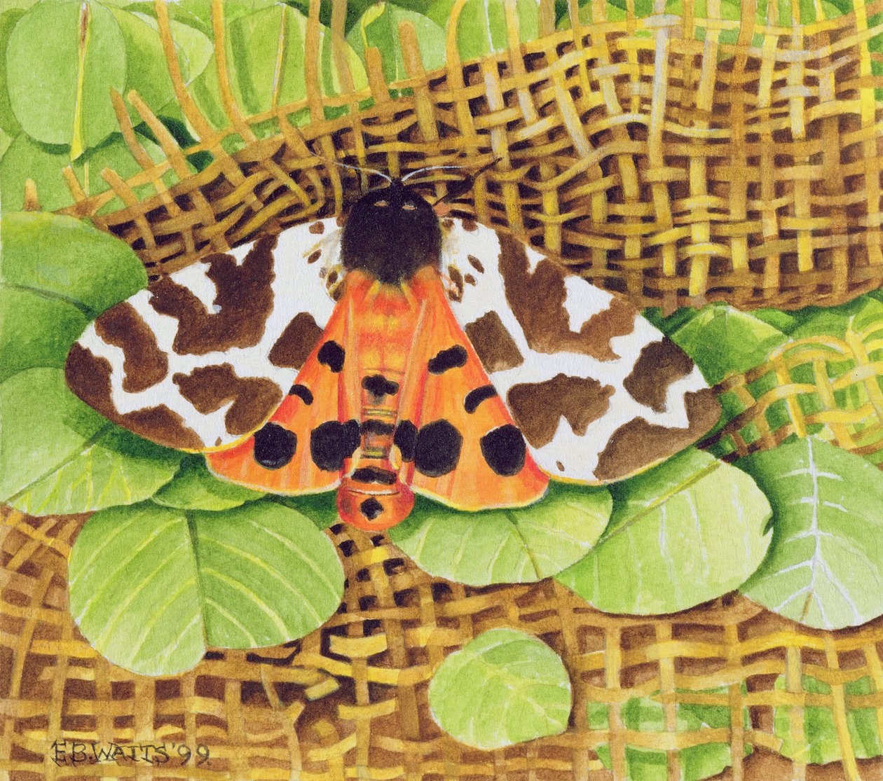 Polilla tigre, 1999 de E.B. Watts