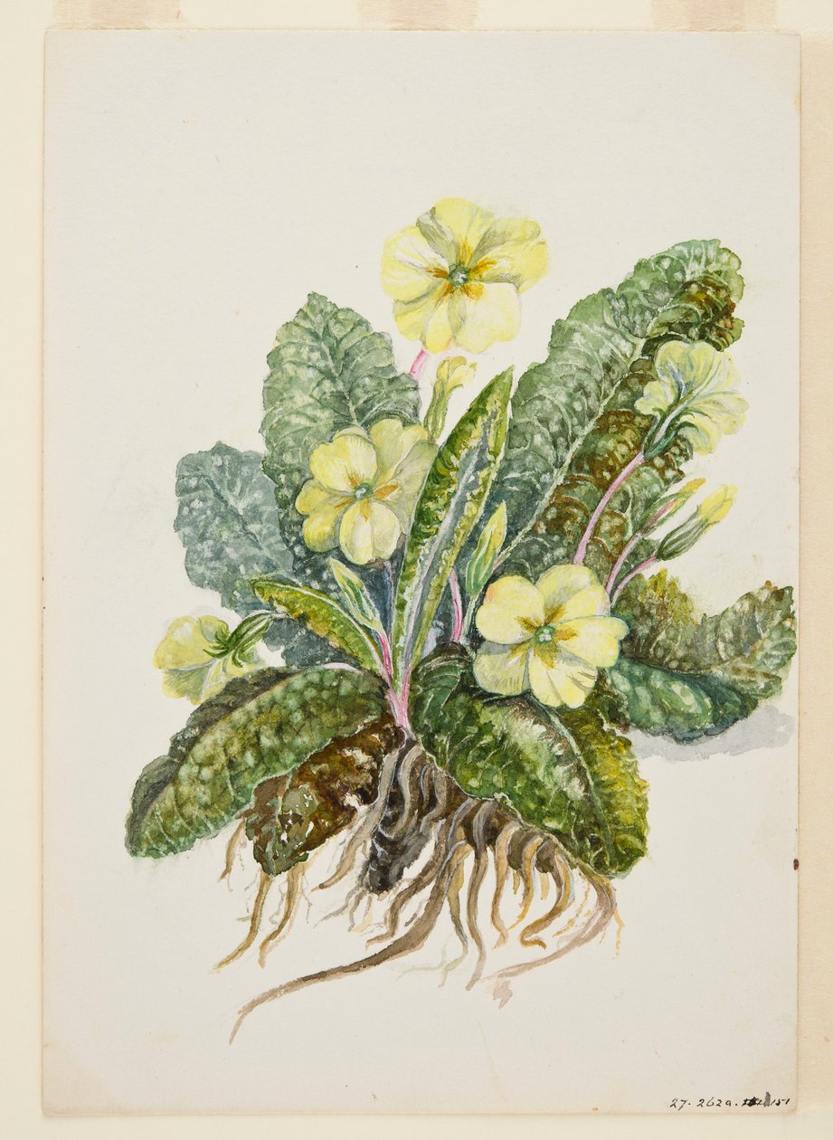 Primula vulgaris Huds Primrose, c. 1920s de EF Crowley