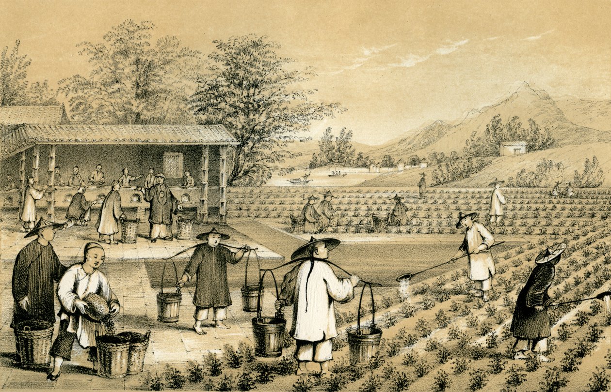 Cultura y preparación del té, China de E Gilks