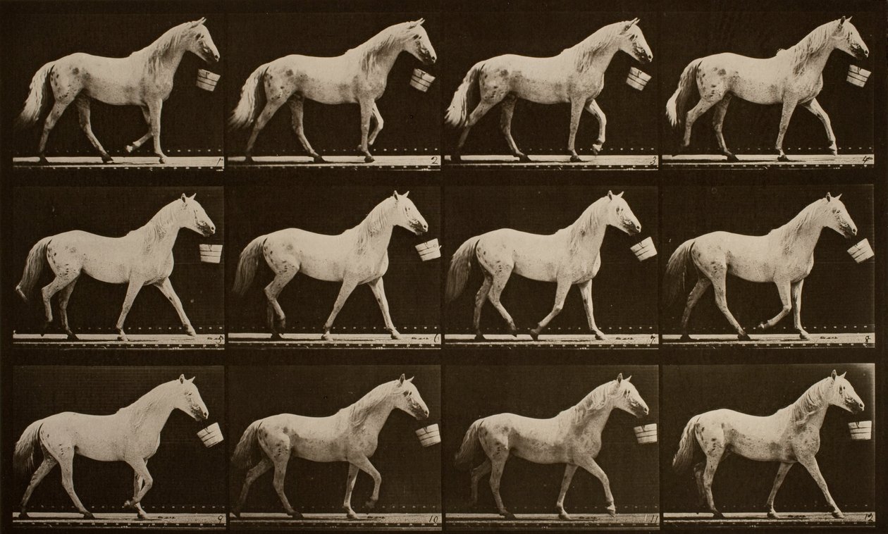 Caminando con un cubo en la boca; caballo gris claro, Águila de Eadweard Muybridge