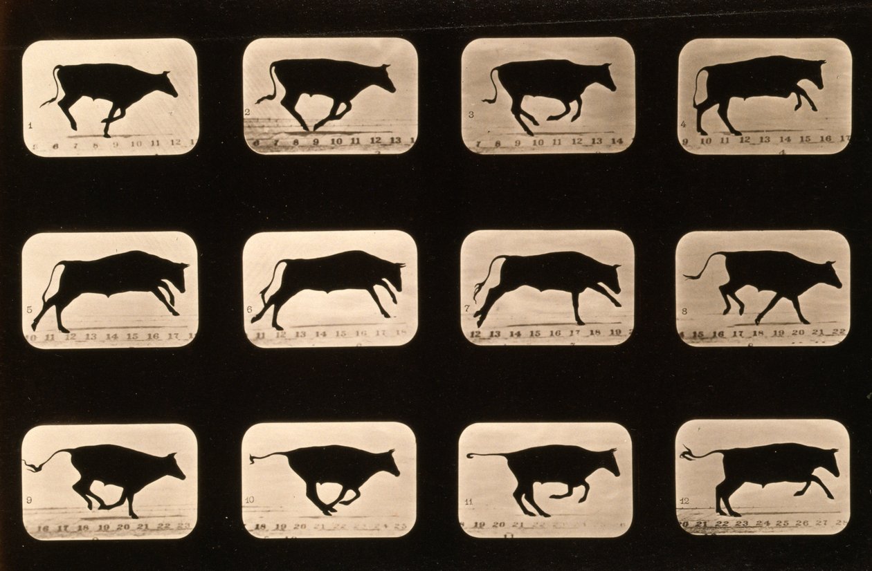 Toro, corriendo, irregular de la serie 