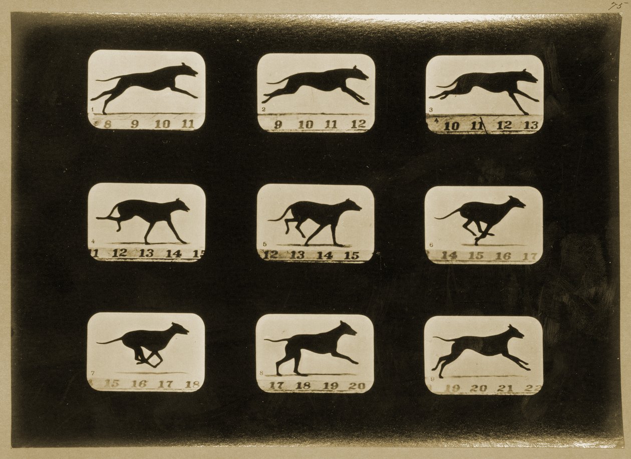 Galgos corriendo, de la serie 