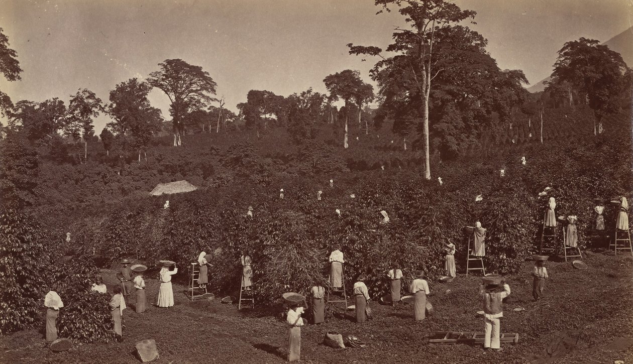 Cosecha de café, Las Nubes-Guatemala de Eadweard Muybridge