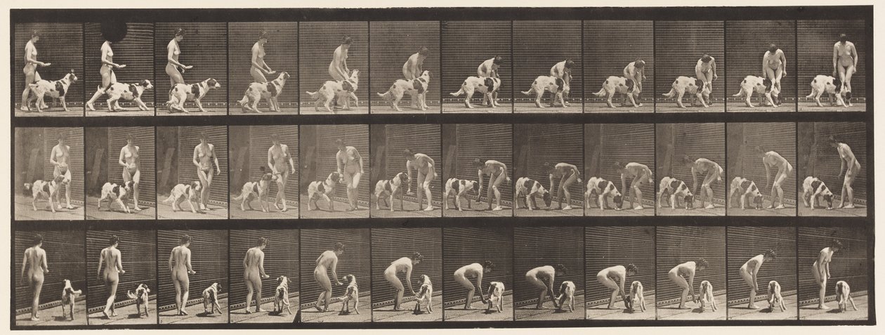 Placa 449. Alimentando a un perro de Eadweard Muybridge