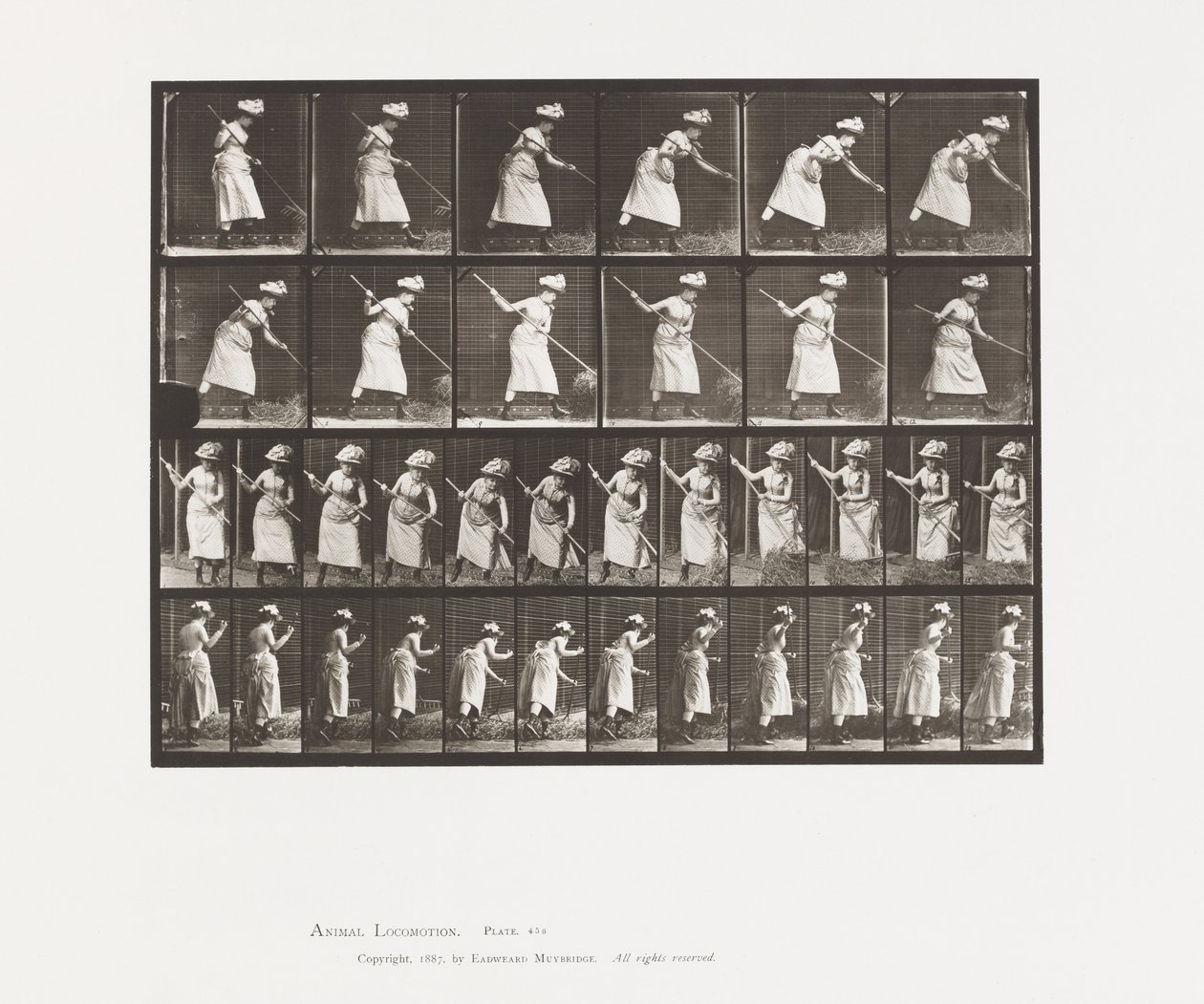 Placa 456. Rastrillando heno de Eadweard Muybridge