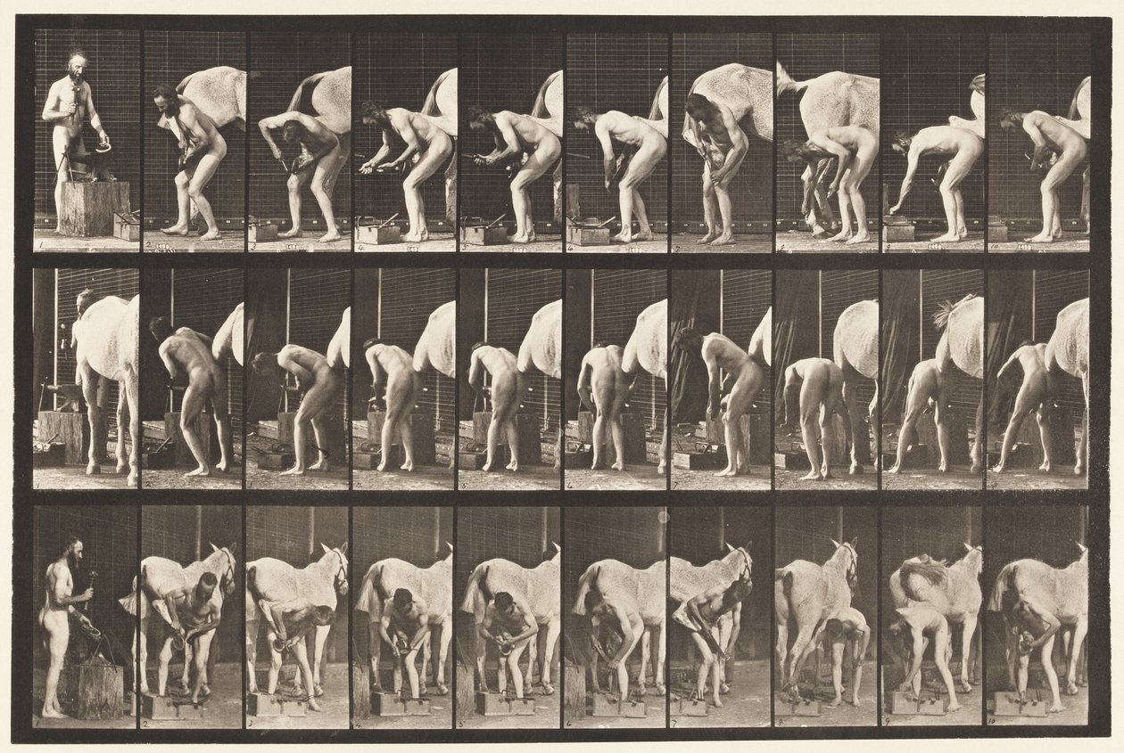 Placa 508. Herrando un Caballo de Eadweard Muybridge