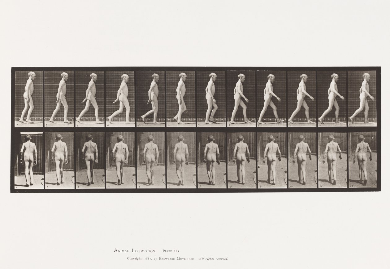Placa 562. Curvatura Lateral de la Columna; Caminando de Eadweard Muybridge