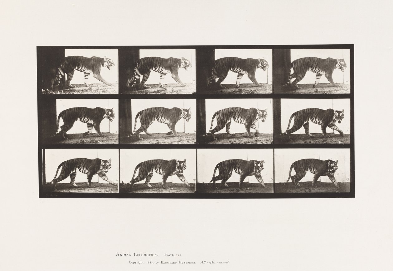 Placa 729. Tigresa; Caminando de Eadweard Muybridge