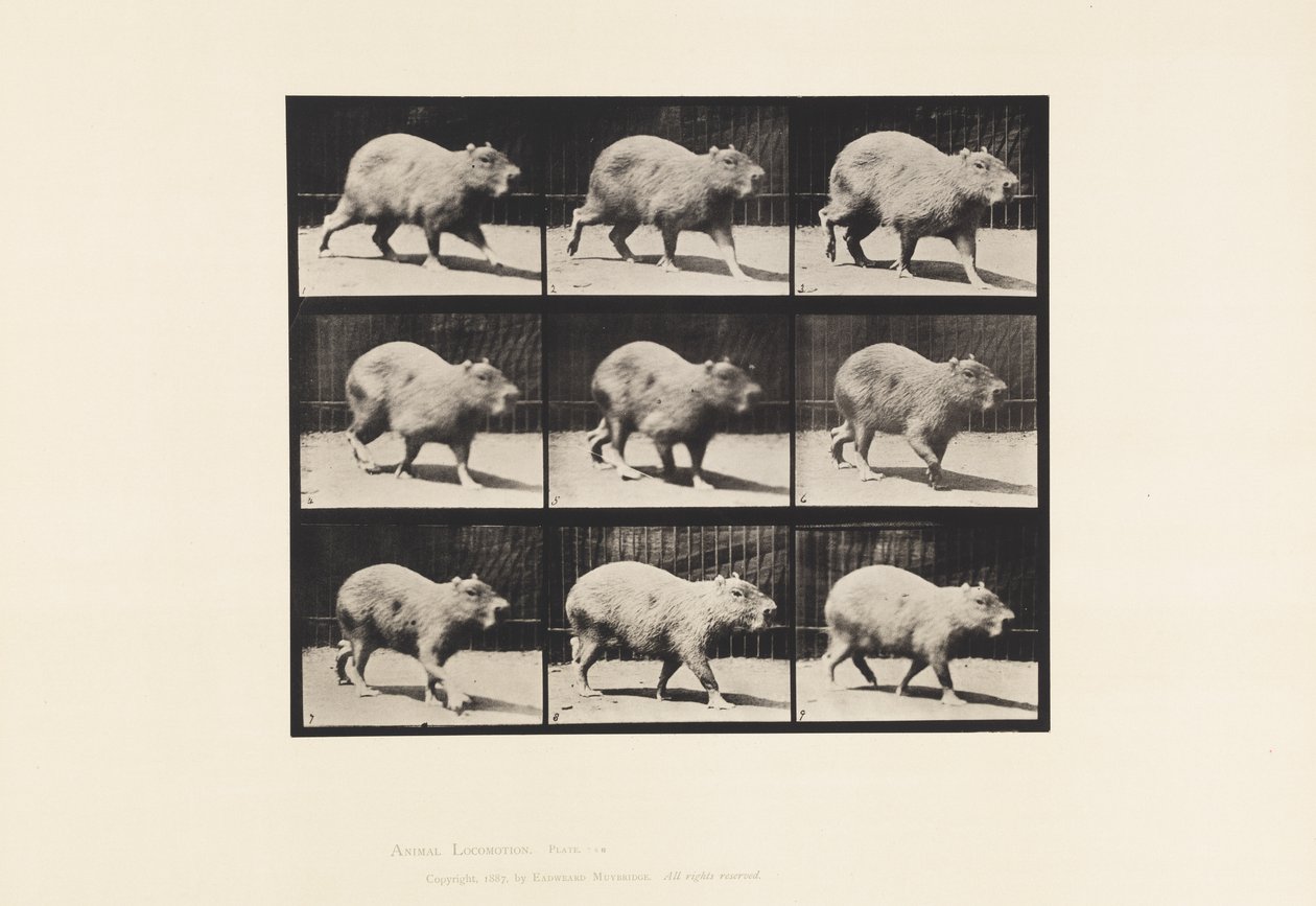 Placa 746. Capibara; Caminando de Eadweard Muybridge